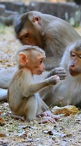 So Sweet and lovely family monkey😍 | Love Monkey