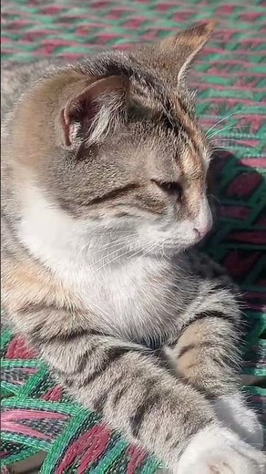 Cat Reaction That Will Shock Every Cat Lover 😱🐱