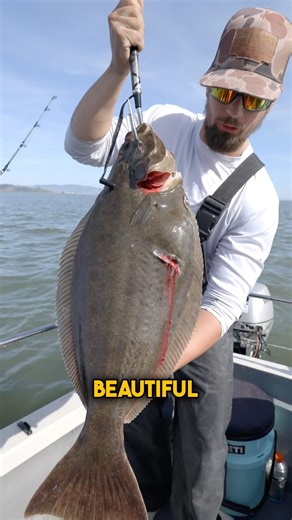 ￼31” Halibut in the San Francisco Bay 🔥