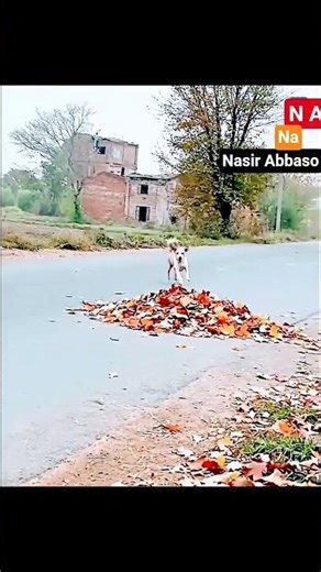 Funny Dog and Monkey Viral Video 😂 | Crazy Animal Moments | Must Watch Highlights 2026