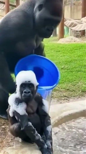 This Gorilla Mom’s Bath Time Routine Is ADORABLE 😭🪣 #gorillatag
