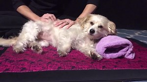 Dogs Get Massages For The First Time | BuzzFeed Video