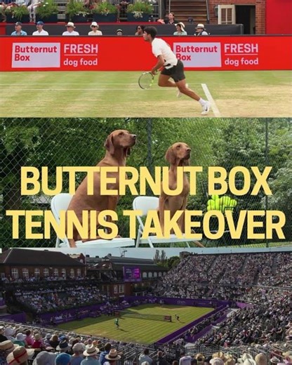 Odin (Vizsla) - Butternut Box