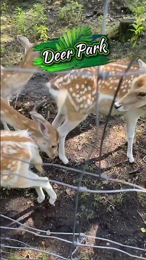 Deer Park #nature #DeerBreedingFarm