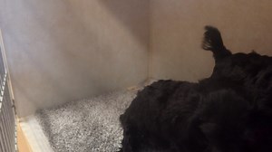 12K views · 511 reactions | two 3 month old neutered male cockapoo good with everyone if you have the time for a puppy might be perfect for you for adoption at the TLC animal shelter 13016 was to 151st st homer Glen IL. Please do not message me this is all the information I have on them thank you | Tender Loving Care Animal Shelter | Facebook