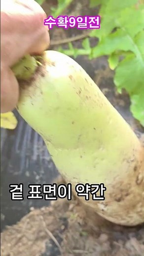 9 days before harvesting #Pretty radish, perhaps because soil pesticide was sprayed when preparin...