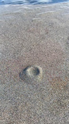 Digging up a razor clam on the Oregon Coast #fishing #hunting #oregon #clamming #shellfish #travel