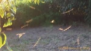 Les Rods - You-Paranormal