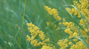 草 春天 夏天 - Free video on Pixabay