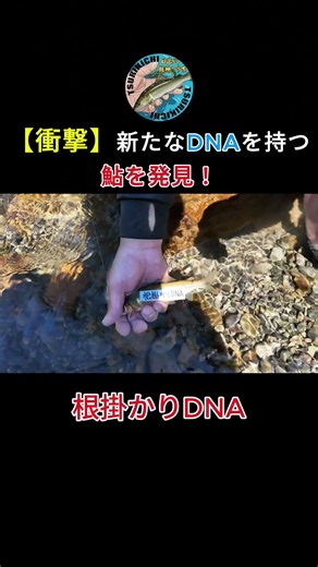 Discovered an ayu with new DNA at Hidakagawa Ryujin! #Tsurikichi #fishing #shorts #ayufishing #ayu