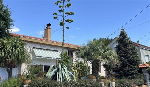 Mais pourquoi ces plantes géantes d’Agave fleurissent-elles cette année en Pays de la Loire ?