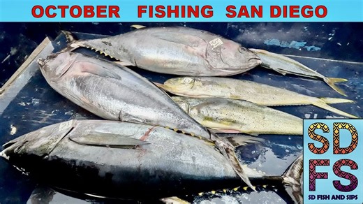 Epic Fall Fishing Adventure in San Diego: Tuna, Dorado, and Yellowtail