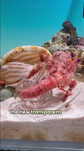 How do hermit crabs change their shells？#animals #pets #cute