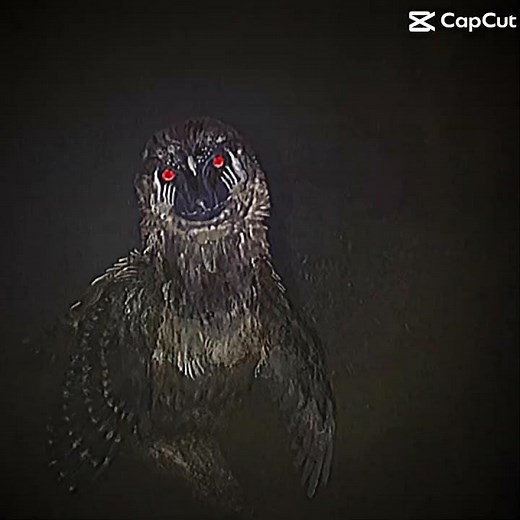 Weird bird?? #weirdbirds ‪@Archesuchus‬