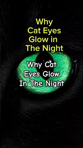 Why Cat Eyes Glow in the Night