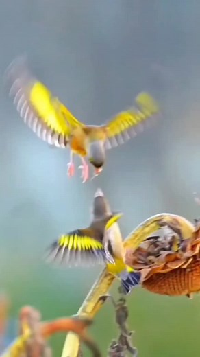 Exploring Colorful Bird Species in Nature