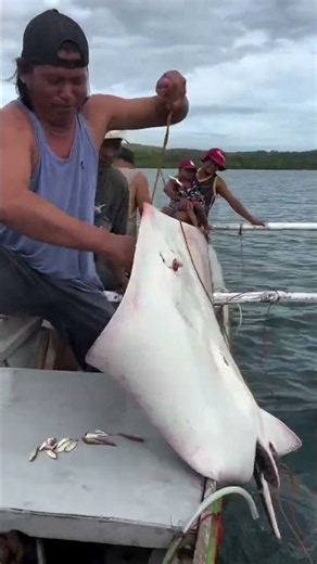 Fishermen Caught This HUGE Stingray! 😱🌊