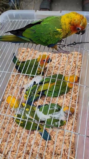 Amazing Sun Conure Parrot Talking and Eating | Funny Pet Bird Moments 🦜😍 #shorts