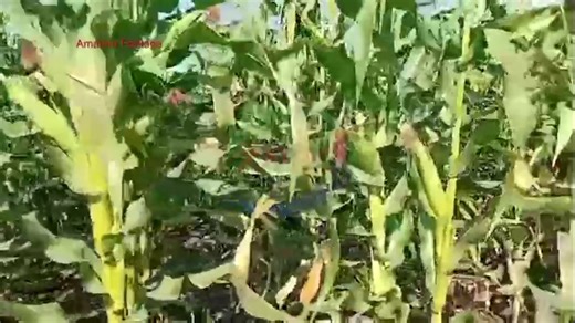 CEEC Recovers K28 Million, Launches New Irrigation Loan for Farmers By Mary Kachepa The Citizens Economic Empowerment Commission (CEEC) has recovered 28 million Kwacha in loan repayments during the first half of 2025. The funds—representing 71 percent of its recovery target—are now being used to roll out new support initiatives for farmers. CEEC Public Relations and Communications Manager, Michelo Mukata, stated that the Commission had set a 30 million Kwacha recovery target for the first six mo