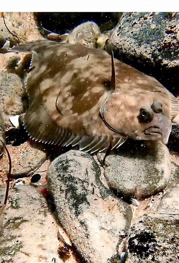 Flounder Camouflage: Master of Underwater Disguise
