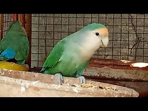 Morning Birds Chirping | Relaxing Bird Sounds