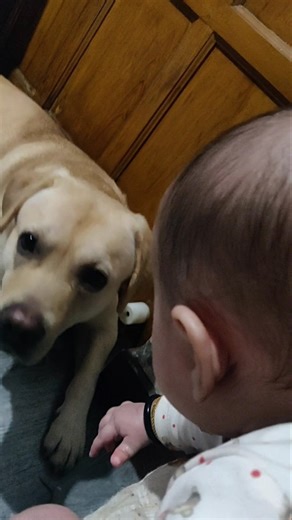 Baby vs Dog: Instant Best Friends 🐶👶✨#shorts #dog #pets
