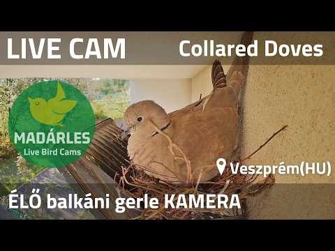 LIVE Eurasian Collared Dove Nest Cam (Veszprém, Hungary)