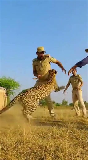 Dramatic Leopard Rescue from Deep Well! 🐆#shorts #viral #trending #animals #vlog #cow