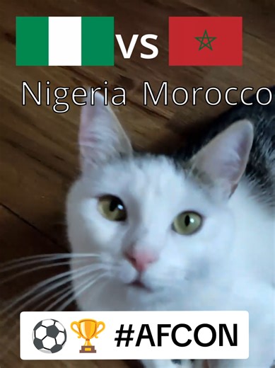 Oracle Cat Predicts Nigeria vs. Morocco AFCON Match Result