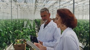 Two adult lab workers analyze yield of sweet pepper plants in greenhouse. Greenhouse workers walks through rows of growing peppers, monitors harvest, entering data into a digital tablet and notebook.
