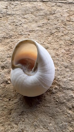 Crafting a Unique Silver Snail from Handmade Metalwork