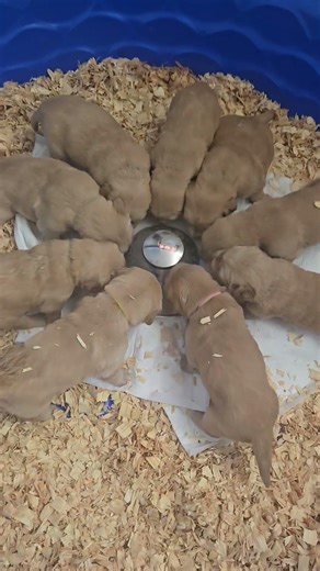 Emys puppies eating puppy mush.