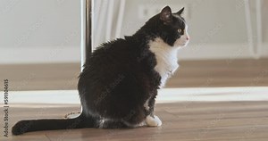 Adult cat nestles into place. Black and white cat lies comfortably on the floor in the room.