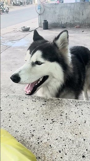 🐶 Husky Argues Back When Owner Gets It Wrong! 😂 | Funny Talking Husky Compilation