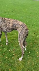 1.5K views · 127 reactions | Meet the handsome brindle lad Duke. He is 28"tts. 2 years old. Not small dog freindly. Currently in Irleand. More information to follow when we have it. | Norfolk Greyhound Rescue | Facebook