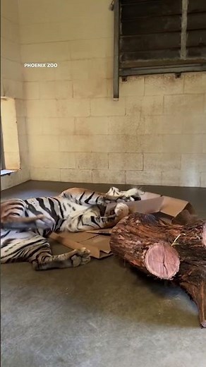 Tiger VS Amazon box