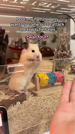 Hamster's Hilarious Showdown with Teddy Bear | TikTok