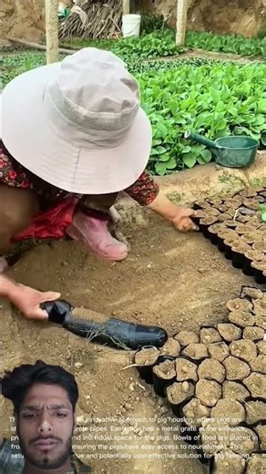 Efficient Seedling Transfer: A Farmer's Planting Process