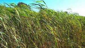 Reeds in the wind. Located on the beach of the island Laesoe.