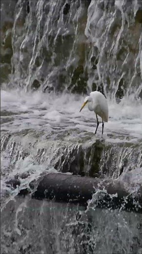 Beautiful Bagula Bird | Egret in Nature | #shorts