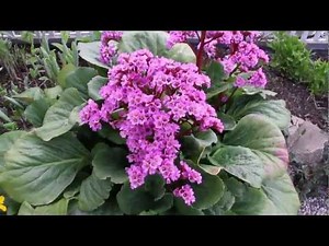 Spring Perennials Series: Bergenia and Caltha