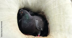 Rock dove feeding young birds in the nest, France