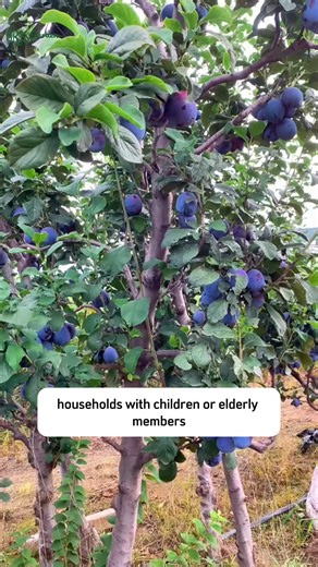 Dwarf Damson – Large, Honey Sweet Plums | Green Crafted