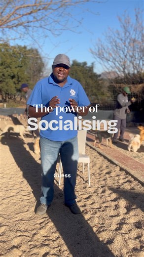 The gift of socialisation starts from puppyhood 🐾 Just like people, dogs learn how to interact with the world around them. From meeting new friends to feeling safe in different environments, early socialisation shapes them into confident, happy, and well-balanced companions. When we give our puppies positive experiences, we’re not only building their confidence, we’re also preventing fear and anxiety later in life. 💙 Let’s give our dogs the best start possible, because a well-socialised pup gr
