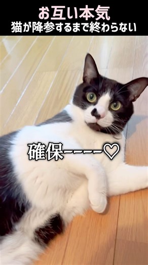 【降参】猫と本気の隠れ鬼ごっこが楽しすぎて1時間遊んでました #ハチワレ #ばんくん #shortsfeed