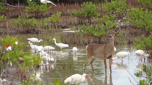 Video Week--In honor of our celebration of the National Key Deer Refuge's 60th Anniversary celebration we'll be sharing videos and photographs all week that highlight the unique and amazing wildlife and habitats found here. Video: USFWS | Florida Keys National Wildlife Refuges Complex