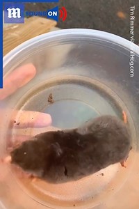 8.7K views · 63 reactions | Moles are much cuter than I ever imagined! ‍ via ViralHog | Daily Mail Video | Facebook