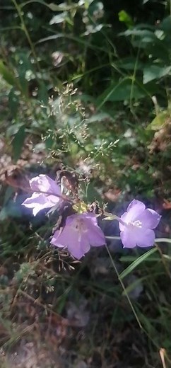 الجريس الكارباتي (lat. Campanula carpática) هو نوع من النباتات من جنس Campanula.