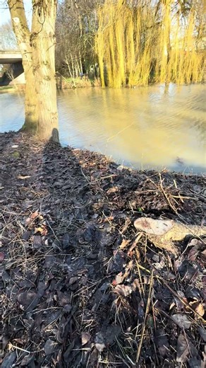 Drastic pruning at Beverley Beck #pruning #bushes #naturalsounds #cutback #beverley #treetrimming