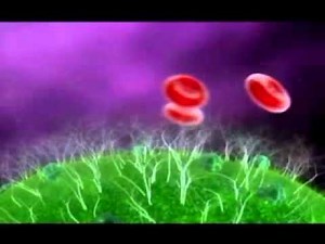 The Sweet Language of Life